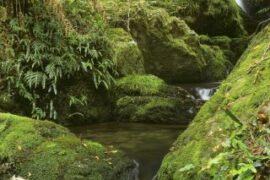 barrington tops national park nsw