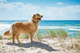 beaches with dogs