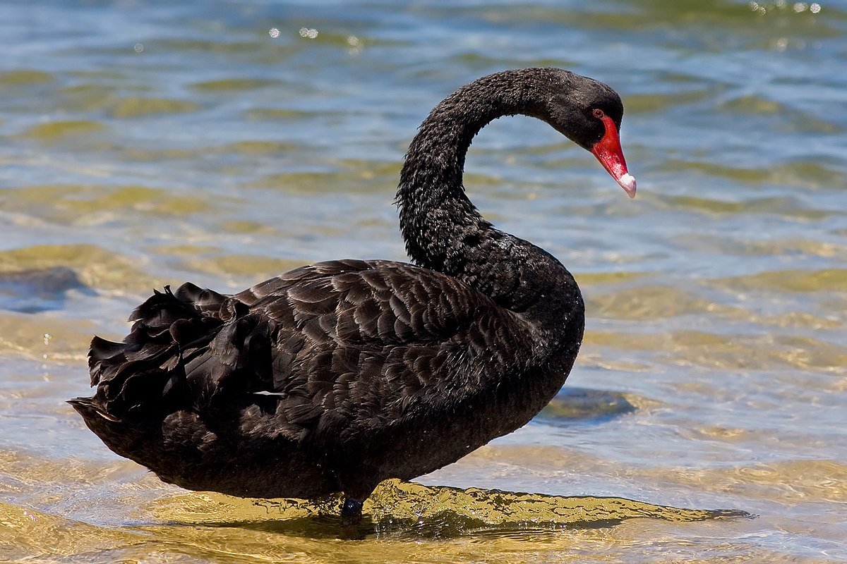 black swans