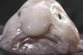 blob fish