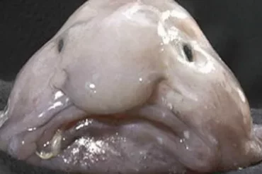 blob fish