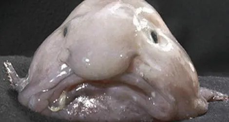 blob fish