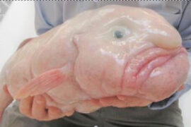 blobfish animal