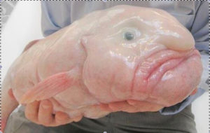 blobfish animal