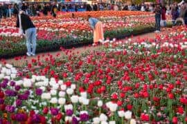 canberra floriade