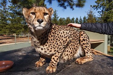 canberra zoo