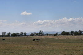 carrum downs