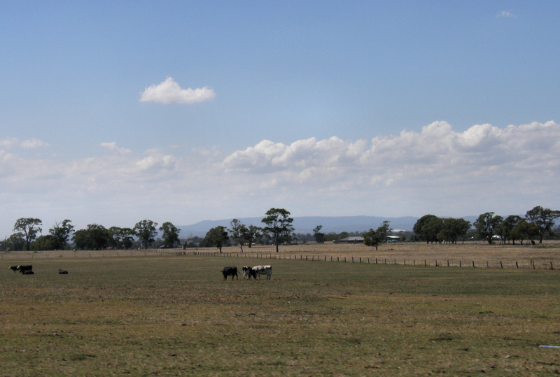 carrum downs