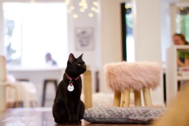 cat cafe