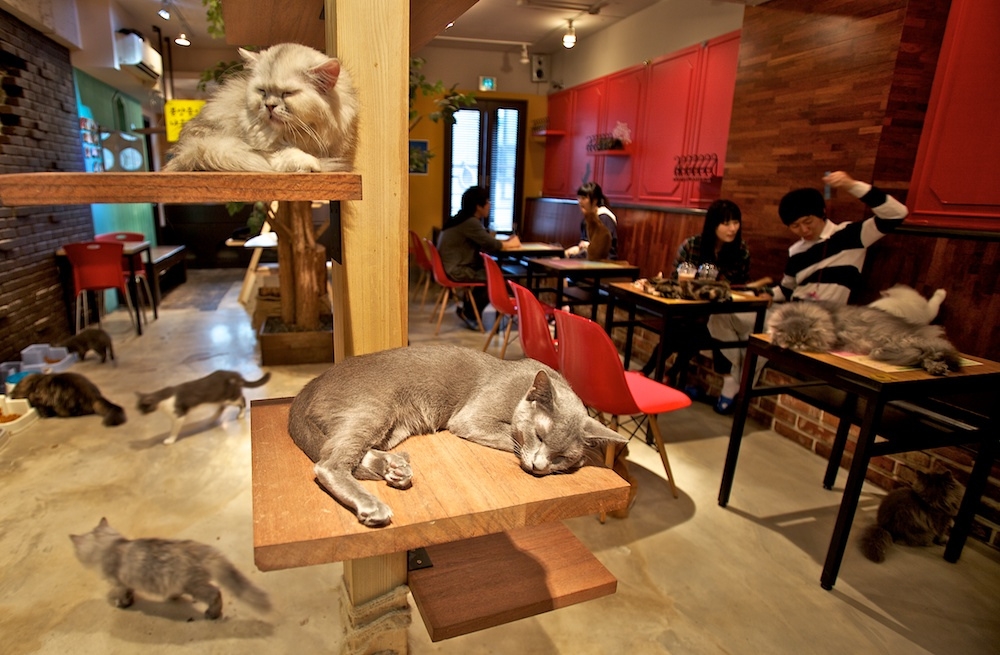 cat cafe melbourne