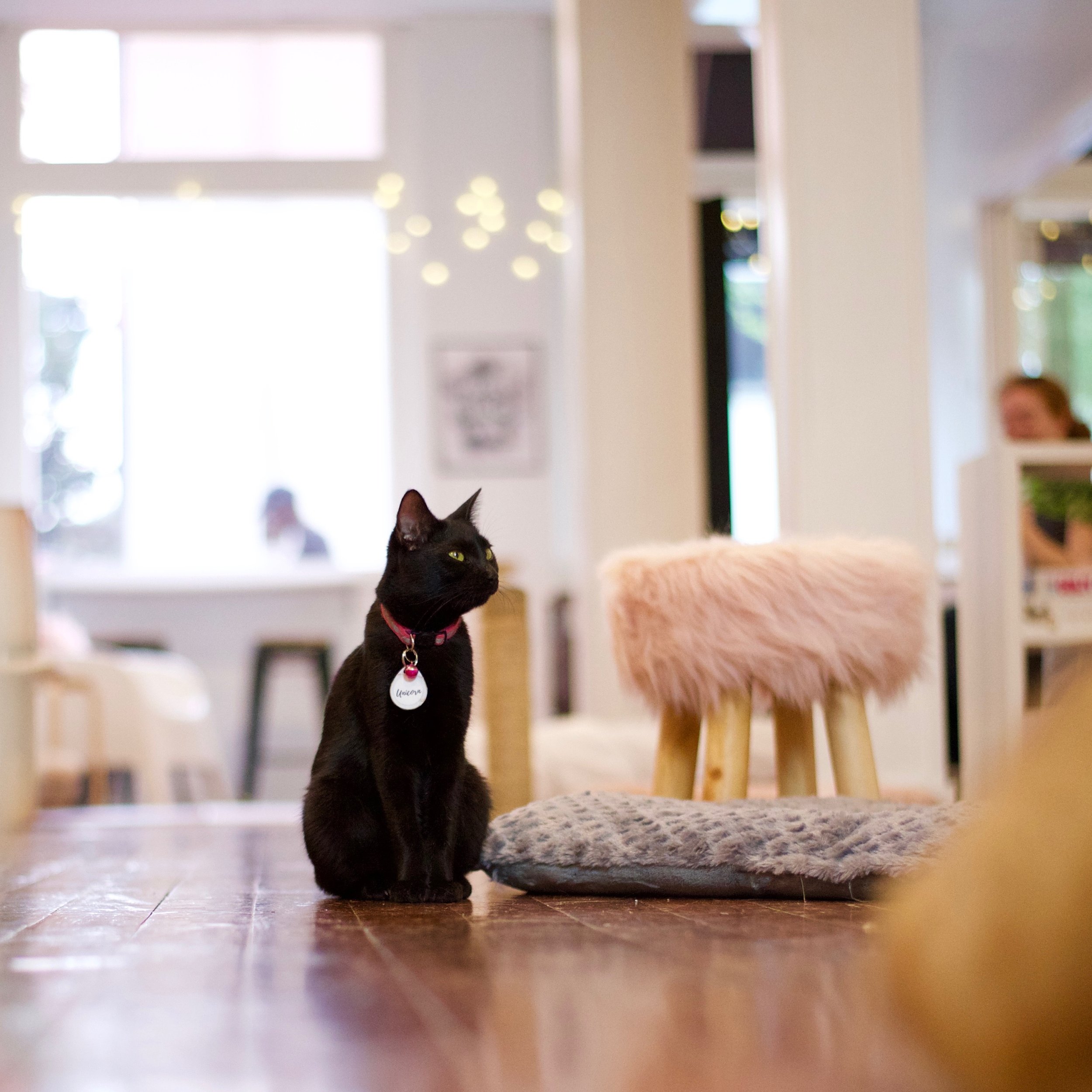 cat cafe