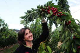 cherry farm adelaide