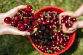 cherry farm melbourne pick your own