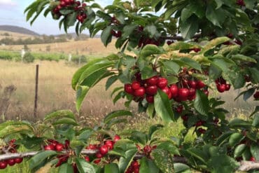 cherry farm nsw