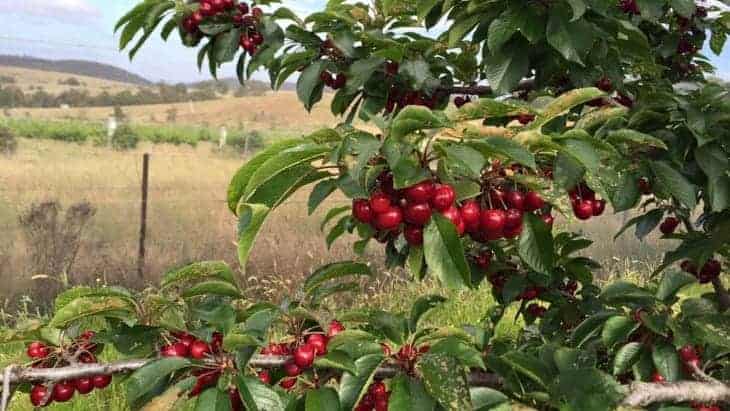 cherry farm nsw