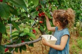 cherry picking