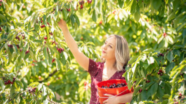 cherry picking in melbourne