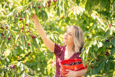 cherry picking in melbourne