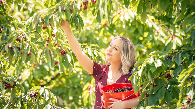 cherry picking in melbourne