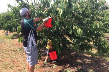 cherry picking nsw