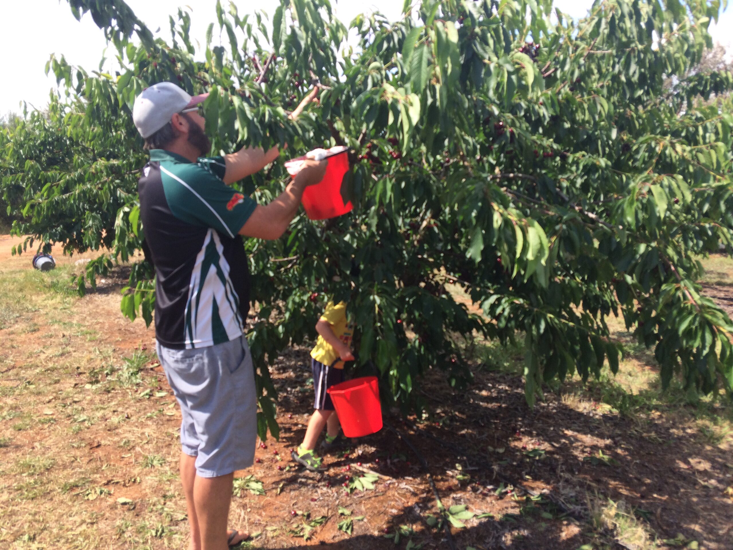 cherry picking nsw