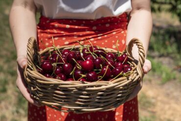 cherry picking season nsw