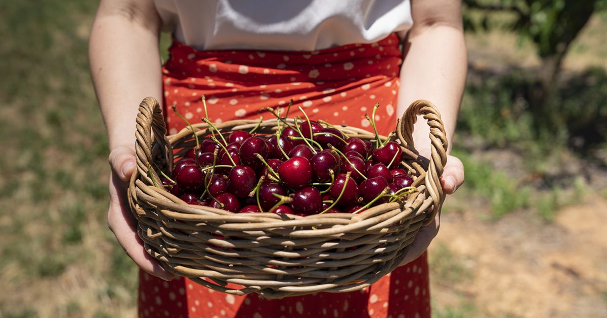 cherry picking season nsw