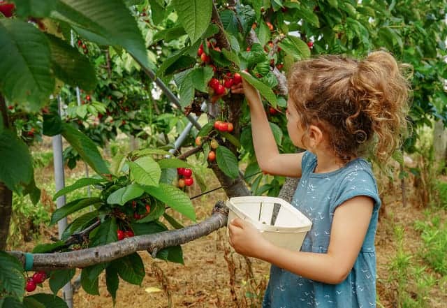 cherry picking