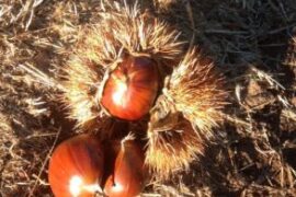 chestnut picking farm victoria