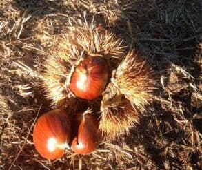 chestnut picking farm victoria