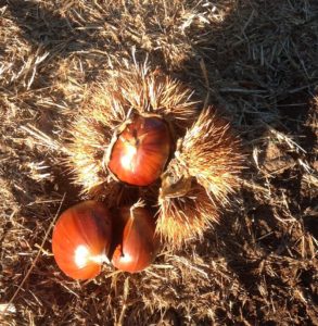 chestnut picking farm victoria