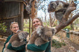 cleland wildlife park adelaide