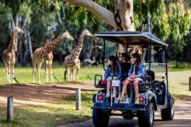 dubbo zoo new south wales