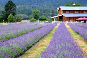 farm lavender