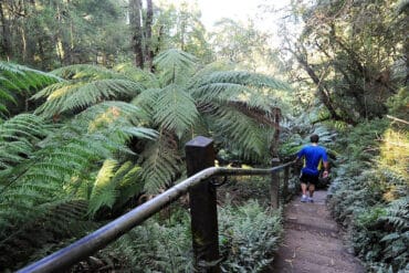 fern tree gully vic