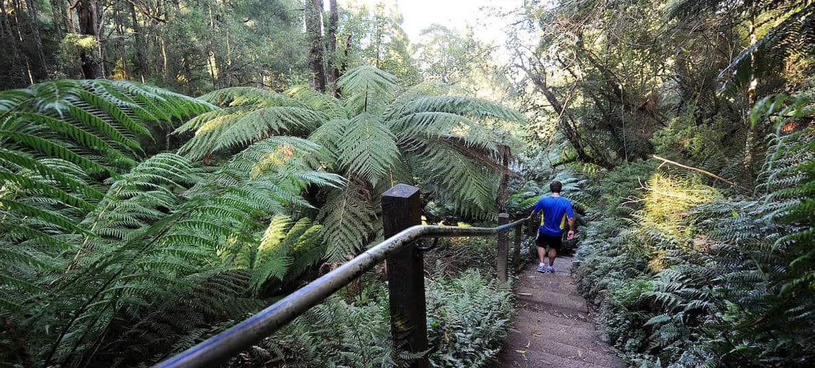 fern tree gully vic