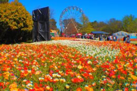 floriade canberra