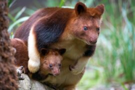 healesville sanctuary animals