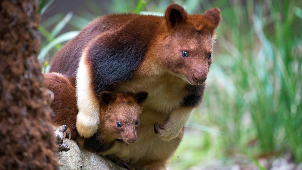 healesville sanctuary animals