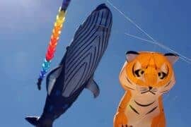 kite flying sydney