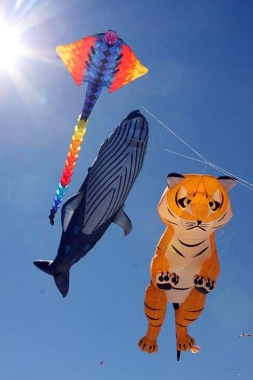 kite flying sydney