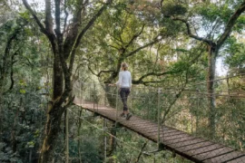 lamington national park queensland