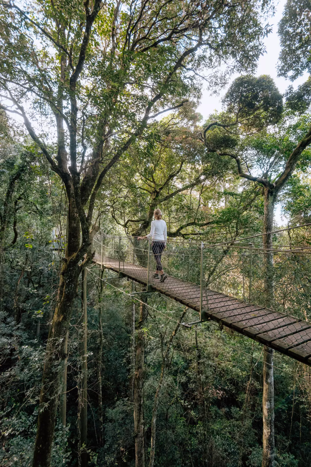 lamington national park queensland