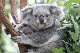 lone pine koala sanctuary