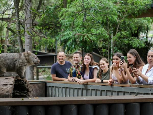 lone pine koala sanctuary animals