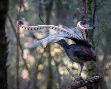 lyrebird melbourne