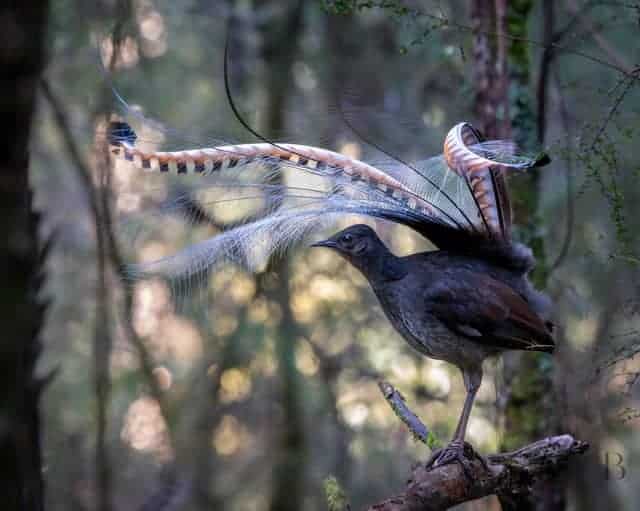 lyrebird melbourne