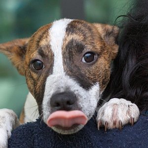 melbourne dog adoption