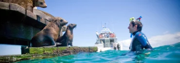 mornington peninsula snorkeling