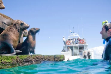 mornington peninsula snorkeling